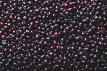 Background of Ripe Purple Amelanchier Berries