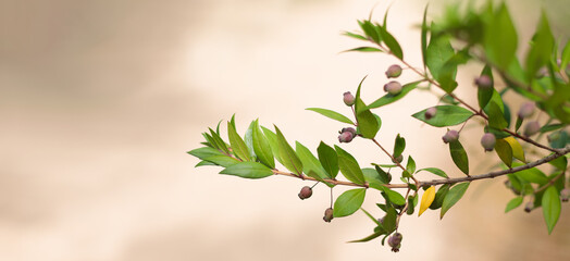 Myrtle, Myrtus communis. Copy space for text, banner