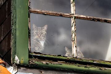 Katze hinter einem Dachfenster