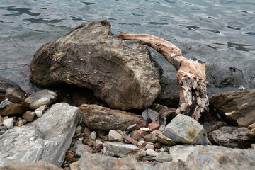 Pflanzen und Felsen am Lustrafjord