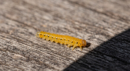 Cladius grandis. Tenthredinidae is the largest family of sawflies. Sawflies are the insects of the suborder Symphyta within the order Hymenoptera.
