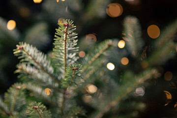 PINE NEEDLES. CHRISTMAS TREE. HOLIDAY LIGHT