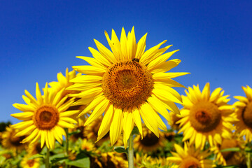 Obraz premium Agricultural field with yellow sunflowers against the sky with clouds.Sunflower field.Gold sunset. Sunflower closeup.Agrarian industry. Photo of cultivation land.flowers image