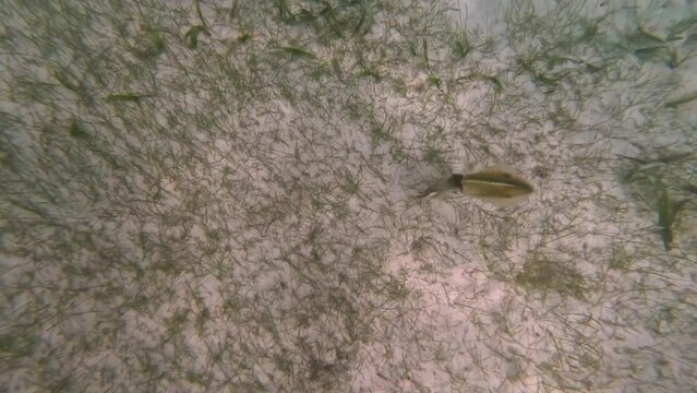 Calamar - Loligo vulgaris - nadando en el fondo del mar caribe, toma submarina de d&iacute;a. 