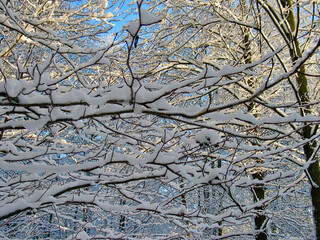  Tree branches with snow in the forest in late autumn with pale sunshine and blue sky.