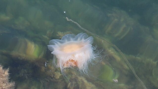 Yellow hair jellyfish in the sea, Sweden