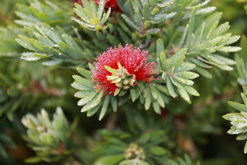 red flower with water droplets