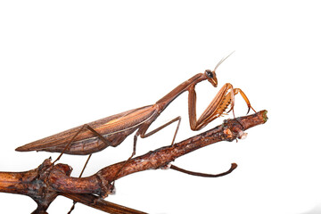 European Mantis or Praying Mantis, Mantis religiosa, in front of white background