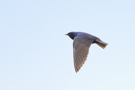 Male Purple Martin swallow bird in flight closeup