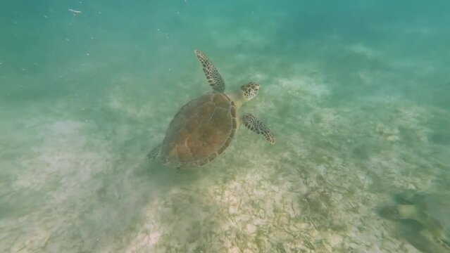 Turtle swimming  in the caribbean sea at Akumal beach.
