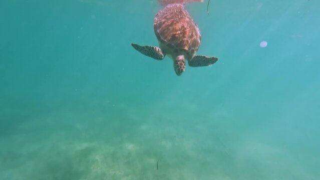 Turtle swimming in the caribbean sea