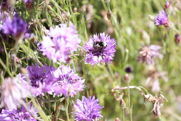 flowers in the garden with bee