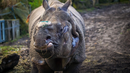 Nosorożec warszawskie zoo - obrazy, fototapety, plakaty