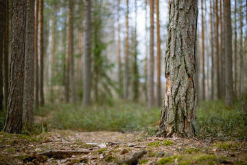 Selected focus on a pine tree trunk in a forest.