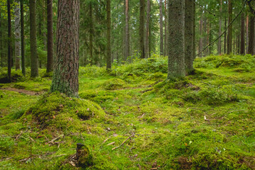 Obraz premium Forest scenery with pine tree trunks and moss.