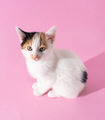 Fototapeta na wymiar sweet little kitty with 3 colors in pink background