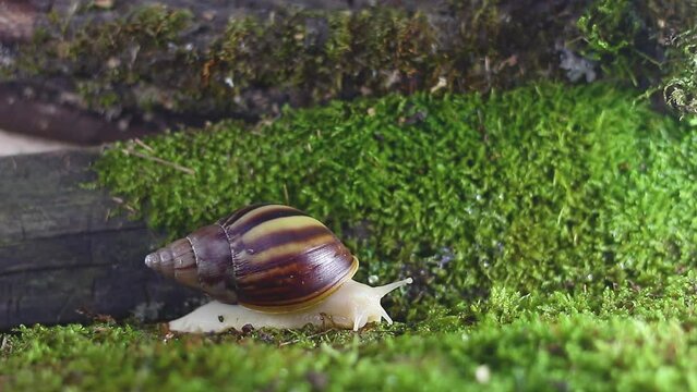 Albino snail akhatina fulika crawls on the moss. Video accelerated close-up
