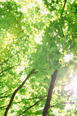 forest trees. nature green wood sunlight backgrounds.