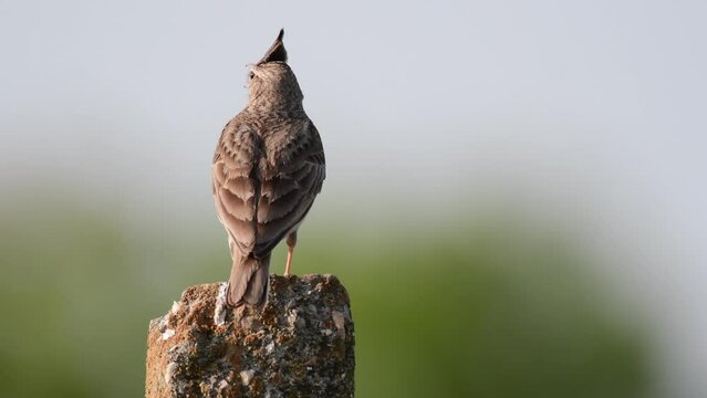 Crested lark in the wild. Galerida cristata. The Singing bird.