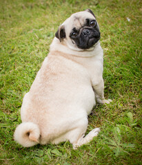 fat pug 