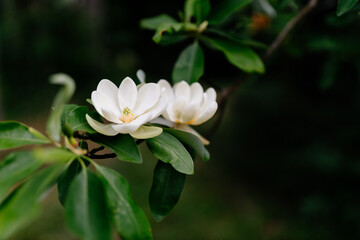 A large, creamy white southern magnolia flower is surrounded by glossy green leaves of a tree. White petal close up