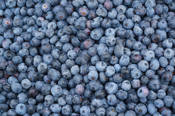 Fototapeta na wymiar fresh picked blueberry as food background