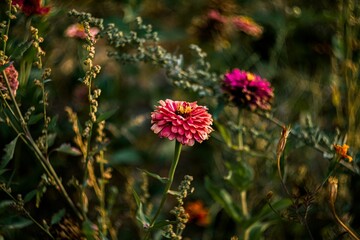 flowers in the garden