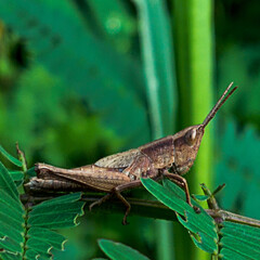 Various kinds of small animals in the countryside of the tropics