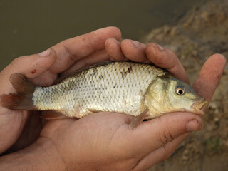 Common Carp Fish on hand