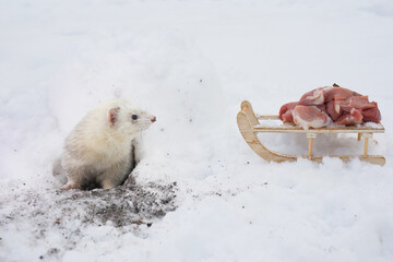 Ferret female outdoor in her snow igloo house take care of meat