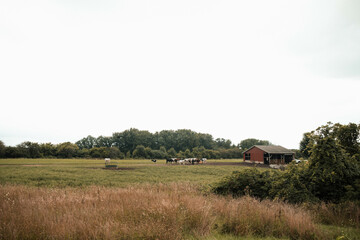 Fototapeta premium farm