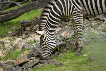 Fototapeta na wymiar Ein Zebra beim Essen 