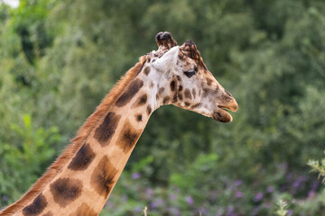 Giraffe futtert in der Wildnis 