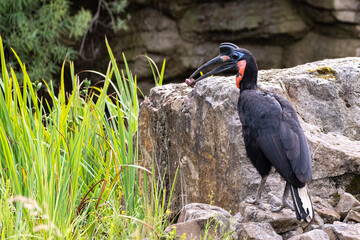 Nashornvogel am Futtern 