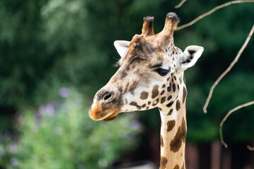 Giraffe im Portraint 