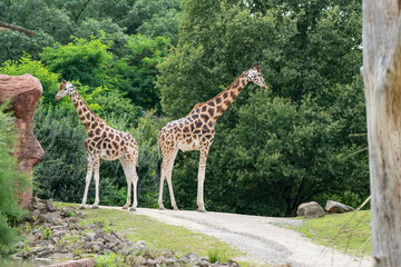 Zwei Giraffen in der Wildnis 
