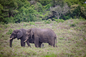 Elephants in Savanna