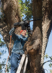 Man on Ladder Sawing Live Oak Tree Limb
.