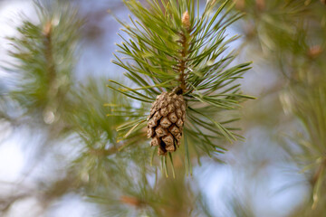 Close up of a pine tree cone