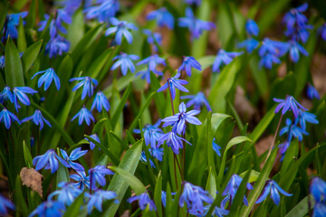 Close up of blue spring flowers, Scilla Siberica.