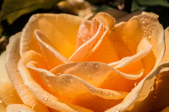 Gentle yellow rose with drops of dew on floral background