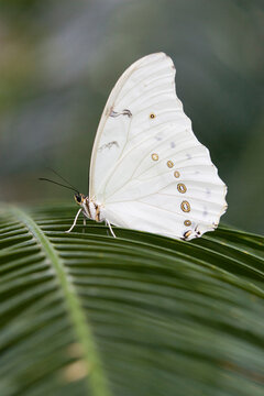 White Morpho butterfly (Morpho polyphemus) resting on leaf, Niagara Butterfly Conservatory, Niagara Falls, Ontario, Canada.