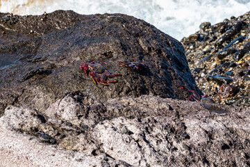 Moorish red legged crab, Grapsus adscensionis at Puerto de la Aldea in Gran Canaria in Spain