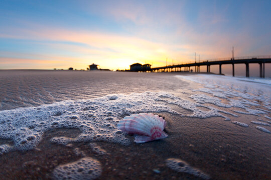 Shell on beach near pier at sunrise