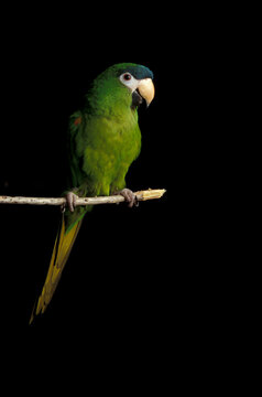 Pet Parrots