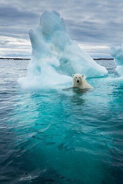 Polar Bear and Sea Ice near Repulse Bay, Nunavut, Canada