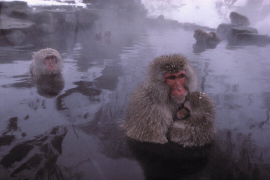 Snow monkeys enjoy a hot bath