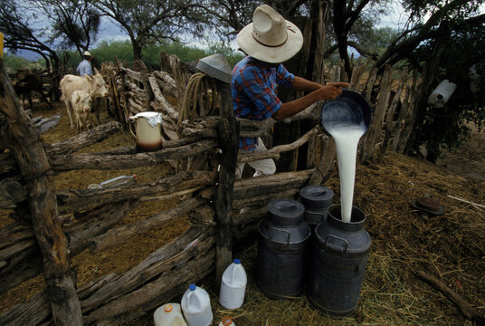 A man collecting milk for cheese, Trincheras, Mexico.