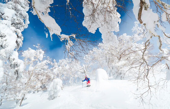A male skier is riding in deep powder snow. The trees are covered with a white layer and the sky is blue. Fairy tale landscape.