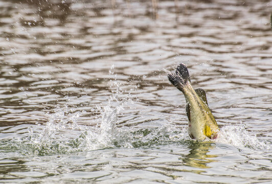 Splashing bass tries to get off the hook
